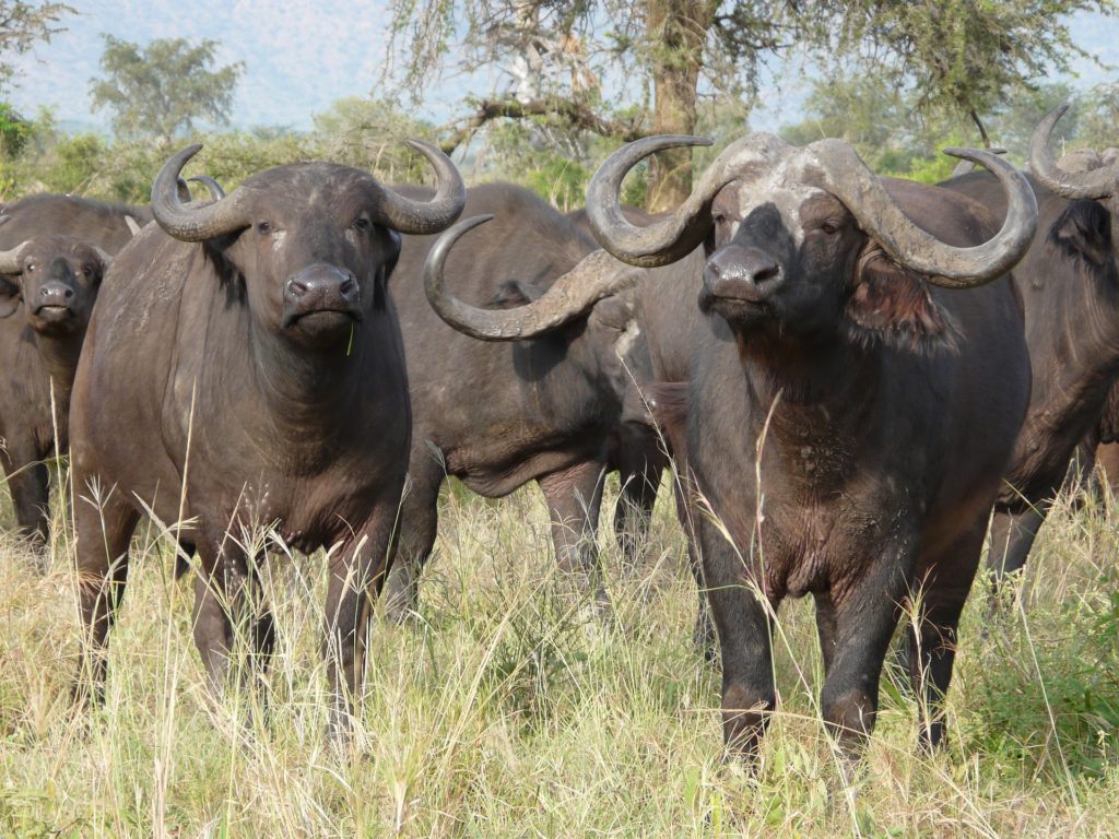 cape buffalo 2074923 1920